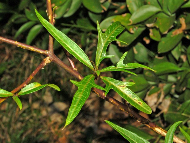 Solanum aviculare / Poroporo